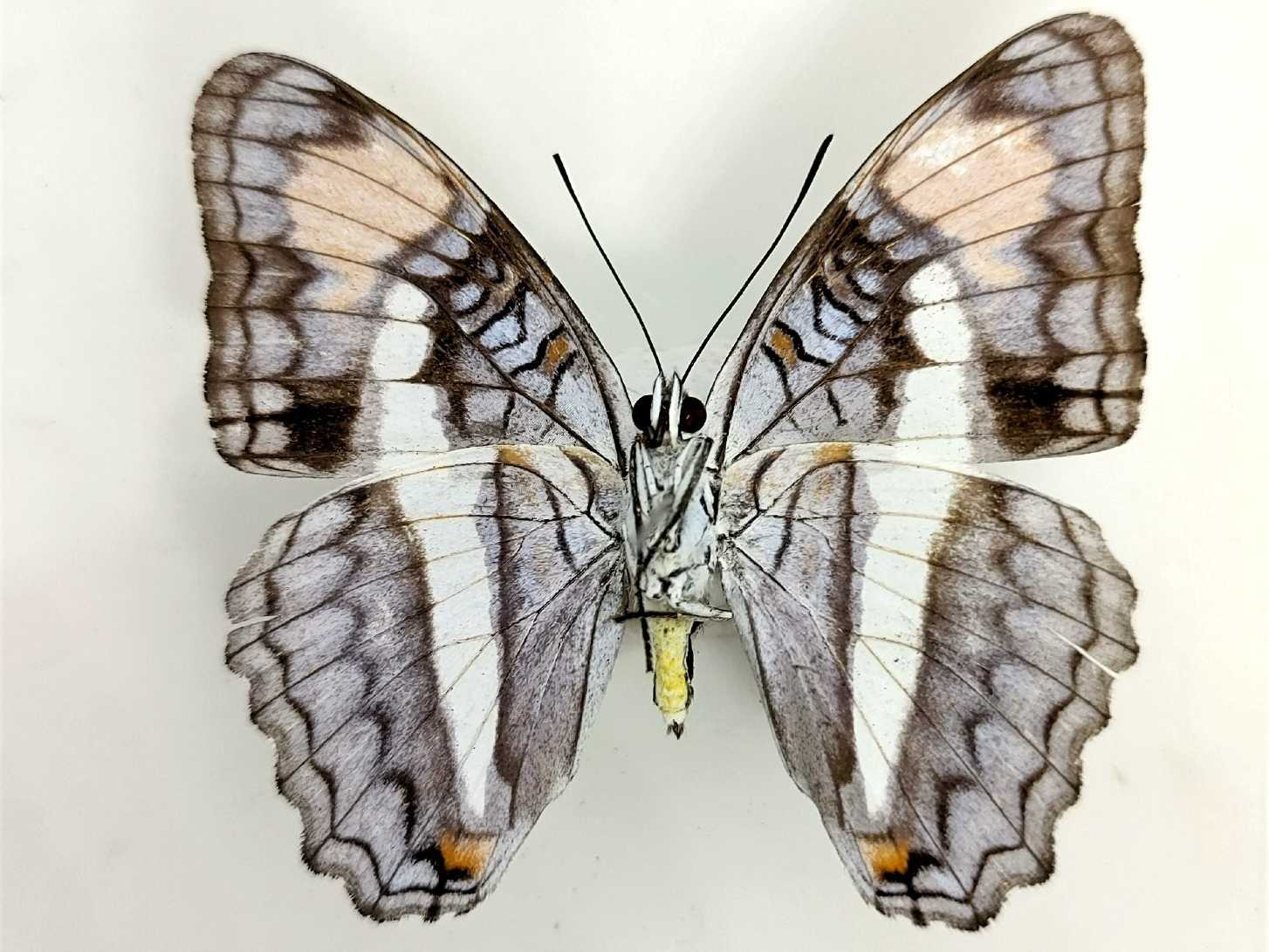 Borboleta Adelpha herbita